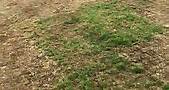 L'état de la pelouse du stade du Moustoir - Vidéo Dailymotion