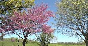 Scenic Sunday Redbud at Blackwell Forest Preserve