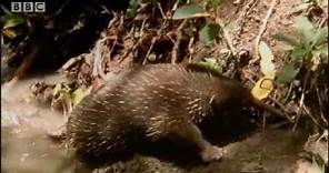 Rare wild footage of giant spiny anteater and cute baby Australian animals - BBC wildlife