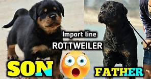 Import line ROTTWEILER puppies for sale | Full heavy Rottweiler excellent quality