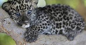 Los primeros pasos de un bebé leopardo