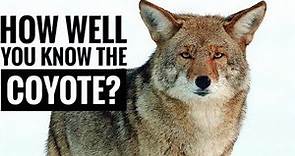 Coyote || Description, Characteristics and Facts!