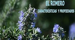 El romero: Características y propiedades