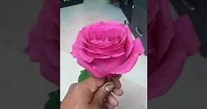 Que significa regalar o recivir rosas color rosa. Que significan las rosas color rosas?.