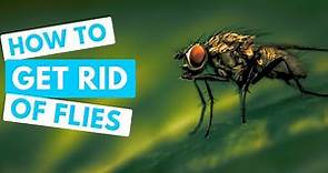 How to GET RID OF FLIES | Inside the house quickly!