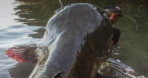 Incredible Huge Catfish 8,5 feet - 250 LBS - HD by Yuri Grisendi