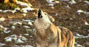 Awesome Wolf Howling Compilation