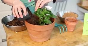 Potting Plants Using Sand & Topsoil : Indoor Planting