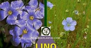 LINO, Linum usitatissimum | Descripción y Propiedades Medicinales