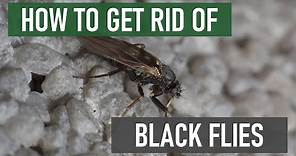 How to Get Rid of Black Flies (Biting Buffalo Gnats, Turkey Gnats, White Socks)