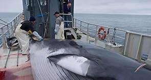 Iceland’s Hunt For Minke Whales Has Officially Ended
