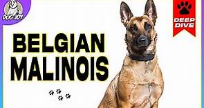 EVERYTHING You NEED to Know about the BELGIAN MALINOIS