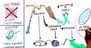 What is Chromatin?