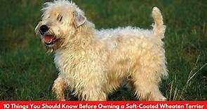 10 Things You Should Know Before Owning a Soft-Coated Wheaten Terrier