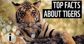 Top facts about tigers | WWF