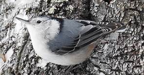 White-breasted Nuthatch song and call