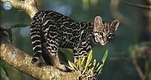 O Gato Maracajá - Felino nativo da América central e América do sul.