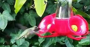 Chantal Strand - I ♥️ hummingbirds! Fun facts: they can...