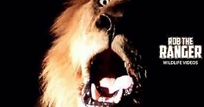 High Definition ROAR!!! Wild Lion: Majestic, Close up, Powerful, FANTASTIC!