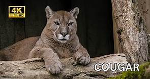 Cougar | Wild Animals - Wildlife Videos in 4k