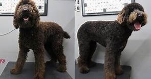 Goldendoodle peluquería canina completa 🐶 2020