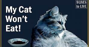 Why Your Cat Won't Eat and What to Do About It