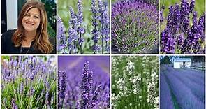 Top 7 Most Popular Varieties of Lavender (+ Lavender Basics)! 💜🌿💜 // Garden Answer