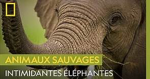 Les éléphantes, mamans les plus intimidantes de la planète
