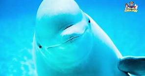 Beluga Whales Video for Kids With FREE Activity Workbook Download!