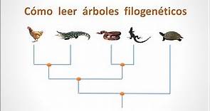 Cómo leer árboles filogenéticos y por qué las gallinas son dinosaurios.
