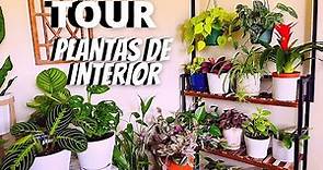Tour plantas de interior / que plantas puedes tener dentro de casa para alegrar tus dias . ,