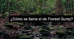 Descargar Forrest Gump en Español Torrent - UDOE