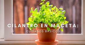 Cilantro en maceta cuidados / Cómo cultivar cilantro en macetas