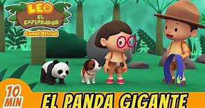 El Panda Gigante (Español) | Leo, El Explorador Episodio | Animación - Familia - Niños