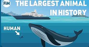 How Large Are Blue Whales Really? Size Comparison