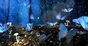 Beautiful butterfly magical moments - Live background - Animated background wallpapers loops videos