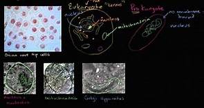Células procariontes e eucariontes
