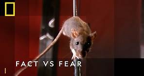 Rat Flies Through Sky | Fact Vs. Fear | National Geographic Wild