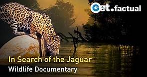 The Phantom Cat - South America's Jaguar | Full Wildlife Documentary