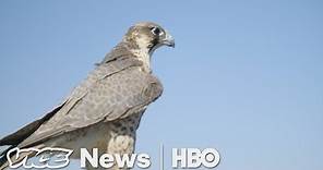 A Master Falconer Shows How His Bird Protects Valuable U.S. Crops (HBO)