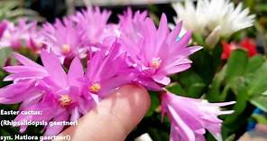 Easter Cactus! Care & Bloom Encouragement || rhipsalidopsis / Hatiora gaertneri
