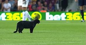 Gato negro en el Camp Nou