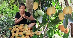 Survival in the rainforest: Finding Natural golden fruit for Food in jungle