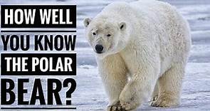 Polar Bear || Description, Characteristics and Facts!