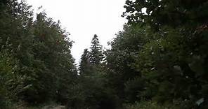 Wind Blowing Through Forest with Light Rain 1 Hour / Wind Sound Relaxation