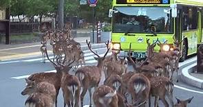 A herd of deer crossing intersection at Nara Park 奈良公園 鹿の群れが横断歩道を渡る