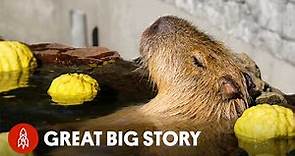The World's Most Relaxed Rodents - Capybaras