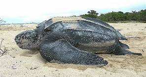 Facts: The Leatherback Sea Turtle