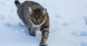 How to Keep Feral and Outdoor Cats Warm and Safe in Winter