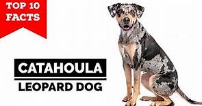 Catahoula Leopard Dog - Top 10 Facts